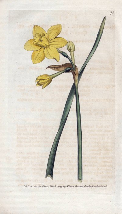 Narciso fragrante da James Sowerby