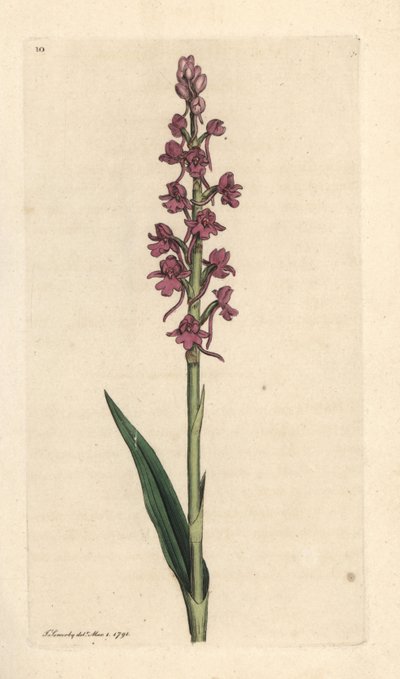Orchidea profumata, Gymnadenia conopsea. Incisione a mano colorata su rame da un
