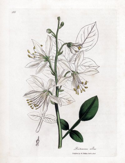 Fraxinella bianca o dittamo bastardo, Dictamnus albus. Incisione a mano colorata da un