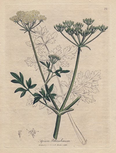 Apium petroselinum. Incisione a mano colorata su rame da un