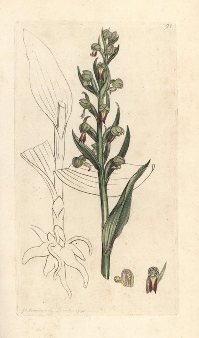 Orchidea rana, Dactylorhiza viridis. Incisione a mano colorata su rame da un