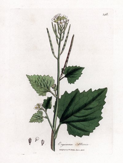 Alliaria petiolata. Incisione a mano colorata da un