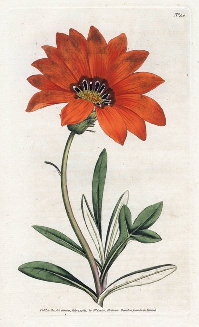 Gazania ripida da James Sowerby