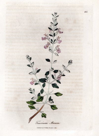 Timo dei gatti - Teucrium marum. Incisione a mano colorata su rame da un