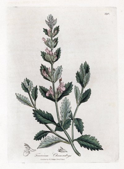 Camedrio comune, Teucrium chamaedrys. Incisione a mano colorata da un