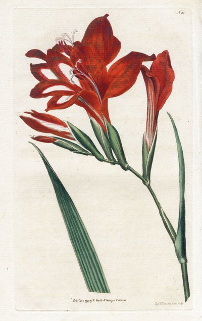 Gladiolo cardinale da James Sowerby