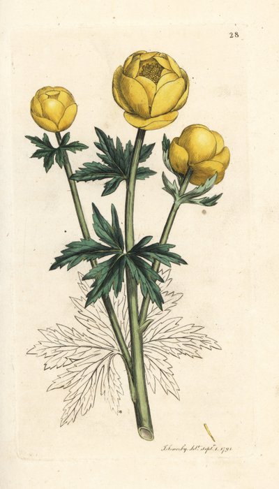 Trollius europaeus. Incisione a mano colorata su rame da un