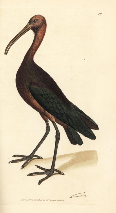 Ibis lucente, Plegadis falcinellus (Ibis della baia, Tantalus falcinellus) da James Sowerby
