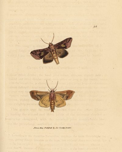 Falena dorata, Autographa bractea da James Sowerby