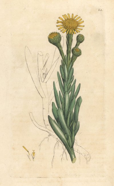 Finocchio marino dorato, Limbarda crithmoides da James Sowerby