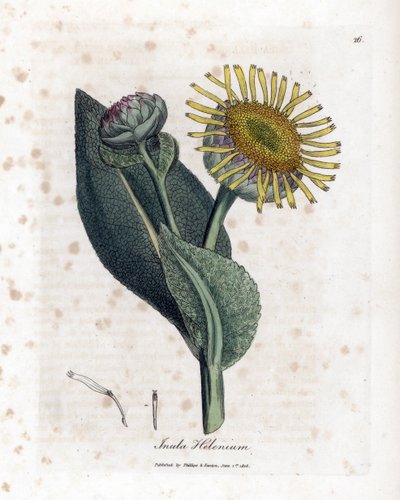 Inula helenium da James Sowerby