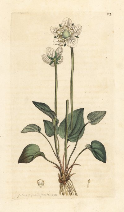 Parnassia palustris. Incisione a mano colorata su rame da un