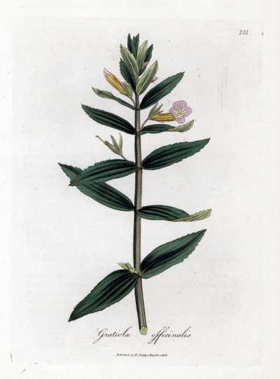 Gratiola officinalis. Incisione a mano colorata su rame da un