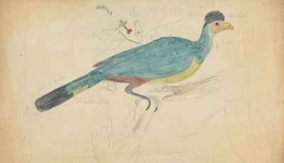 Grande turaco blu da James Sowerby