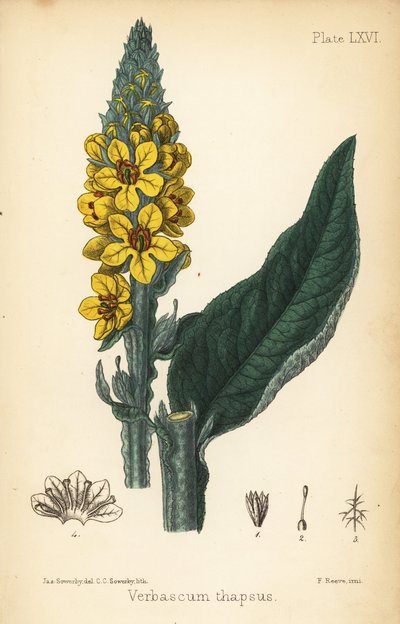Grande verbasco, Verbasum thapsus. Litografia a mano colorata di Charlotte Caroline Sowerby da un