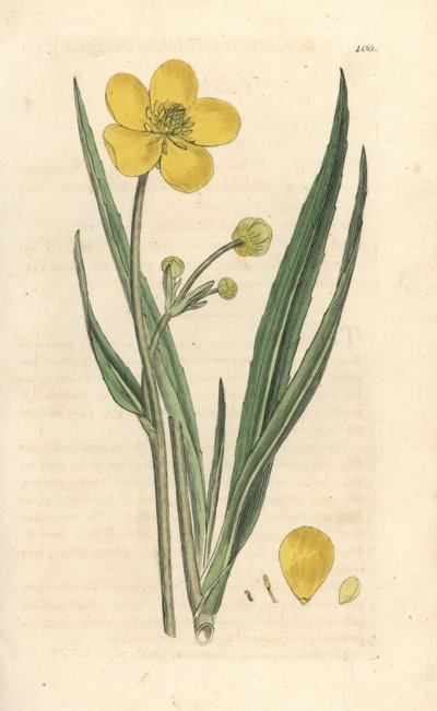 Ranuncolo grande, Ranunculus lingua. Incisione a mano colorata da un