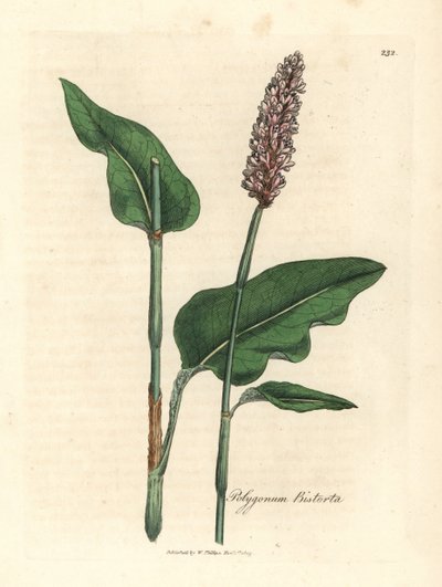 Bistorta maggiore, Polygonum bistorta da James Sowerby