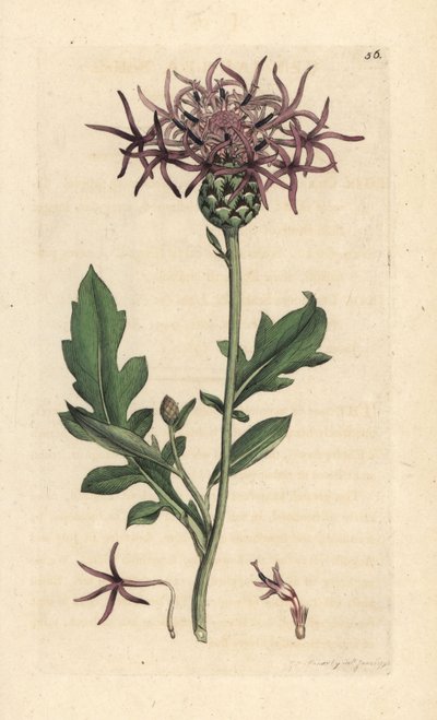Centaurea scabiosa da James Sowerby