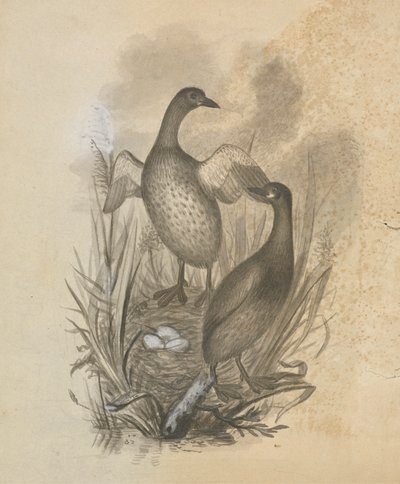 Svassi da James Sowerby