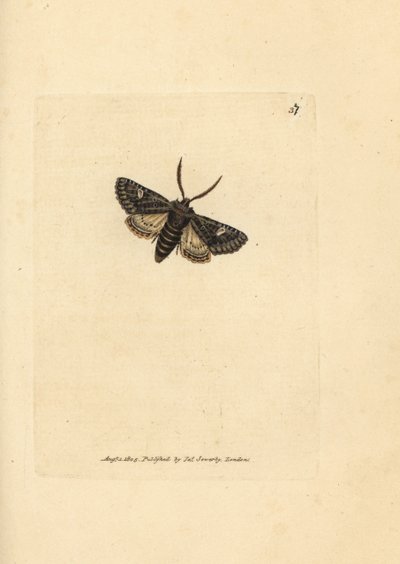 Falena verde punteggiata, Valeria oleagina da James Sowerby