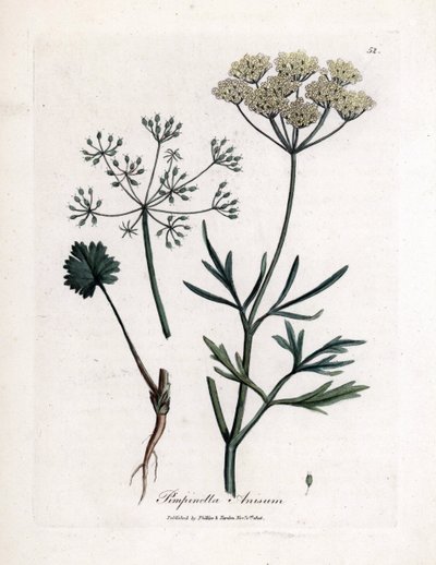 Anice verde, Pimpinella anisum da James Sowerby
