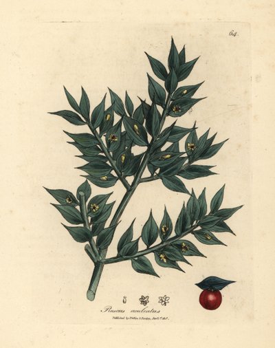 Pungitopo a fiori verdi Ruscus aculeatus da James Sowerby