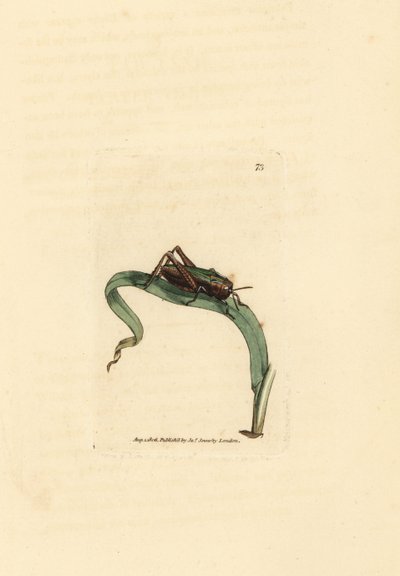 Cavalletta verde, Omocestus viridulus (Gryllus viridulus) da James Sowerby