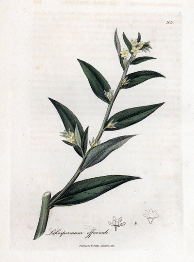 Gromwell officinale - Lithospermum officinale. Incisione a mano colorata da un