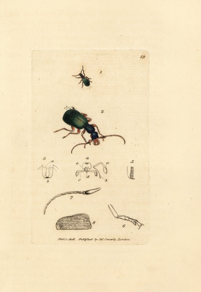 Coleottero carabide, Drypta dentata da James Sowerby