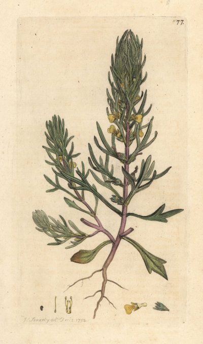 Pino di terra, Ajuga chamaepitys da James Sowerby