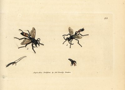 Vespa della sabbia pelosa, Podalonia hirsuta (Ammophila hirsuta) da James Sowerby