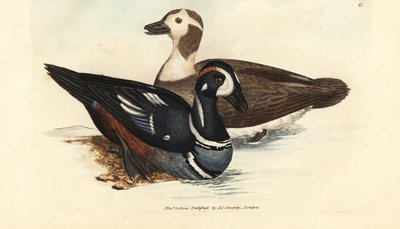 Anatra arlecchino, Histrionicus histrionicus (Anatra istrionica). Maschio e femmina. Incisione a mano colorata da James Sowerby da The British Miscellany, o figure colorate di soggetti animali nuovi, rari o poco conosciuti. da James Sowerby