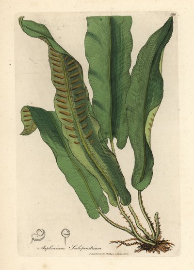 Felce lingua di cervo, Asplenium scolopendrium da James Sowerby