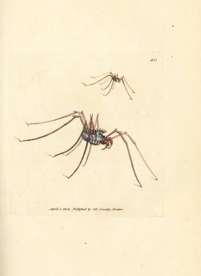 Ragno mietitore, Megabunus diadema da James Sowerby