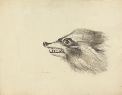 Testa di un procione da James Sowerby
