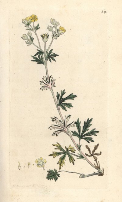 Cinquefoil argentea, Potentilla argentea. Incisione a mano colorata su rame da un