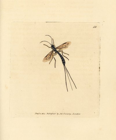 Mosca Ichneumon, Rhyssa persuasoria da James Sowerby