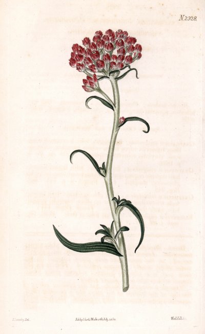 Stella immortelle da James Sowerby