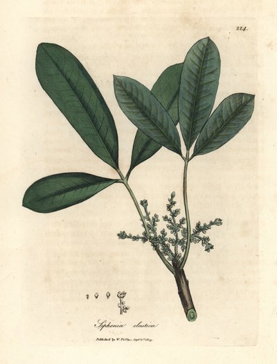 Albero della gomma da James Sowerby