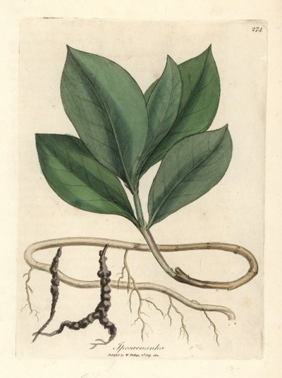 Ipecacuanha da James Sowerby