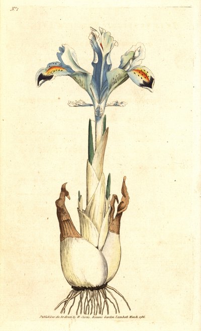 Iris persiano, Iris persica. Incisione a mano colorata da un