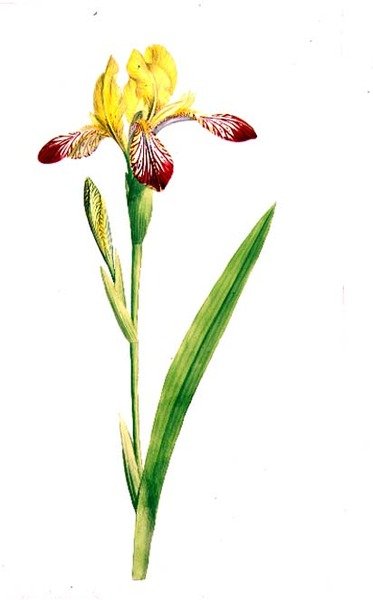 Iris Variegata, c.1800 da James Sowerby