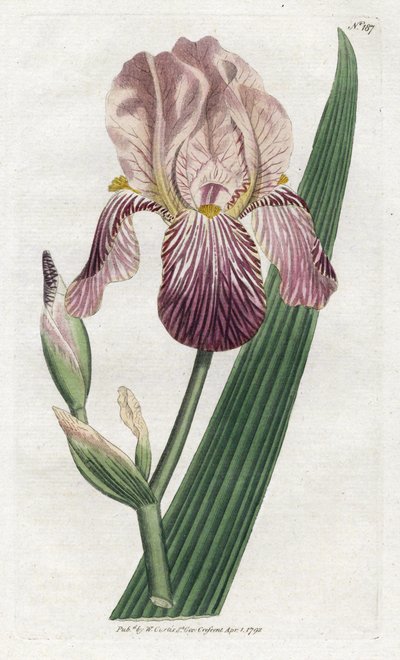 Iris con odore di sambuco da James Sowerby