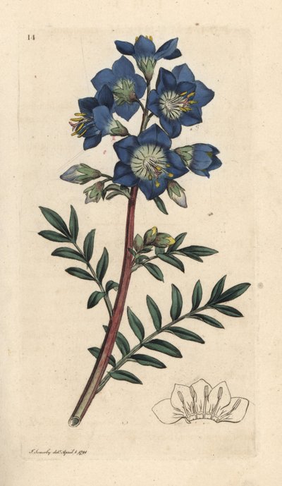 Polemonium caeruleum da James Sowerby