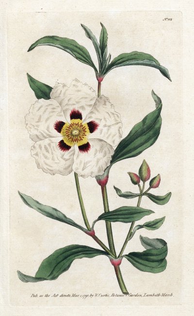 Ladanifere o Ledon Cistus - Litografia di James Sowerby (1757-1822), dal Botanical Magazine di William Curtis (1746-1799) da James Sowerby