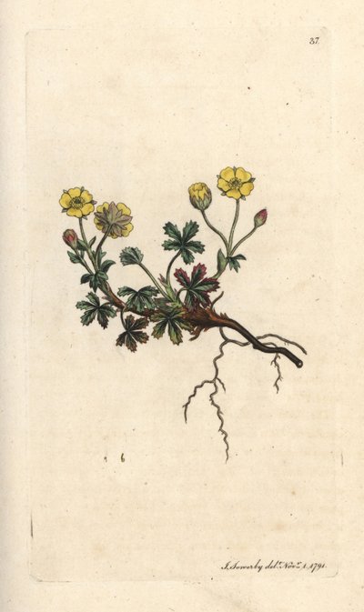 Potentilla a grandi fiori, Potentilla grandiflora. Incisione a mano colorata su rame da un