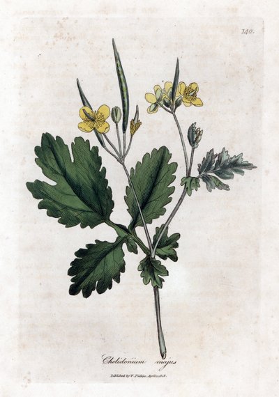 Chelidonia maggiore, Chelidonium majus. Incisione a mano colorata da un