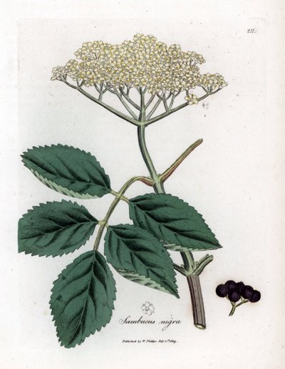 Sambuco nero comune, Sambucus nigra. Incisione a mano colorata da un