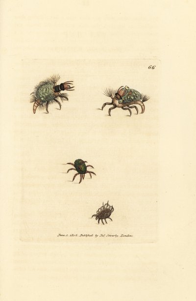 Larva di Hemerobius con lichene, con acaro, Acarus amictus e piccolo acaro del cestino, Acarus corbicula da James Sowerby