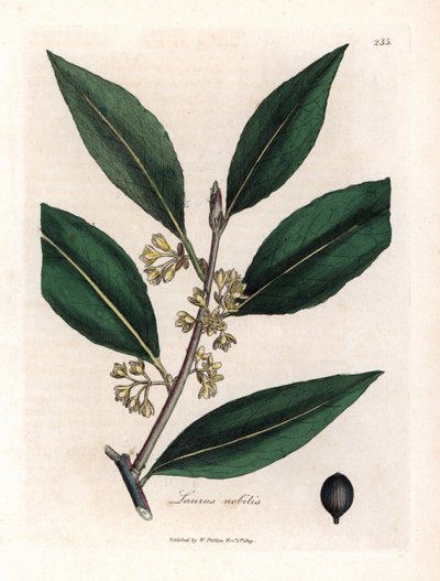 Alloro da James Sowerby